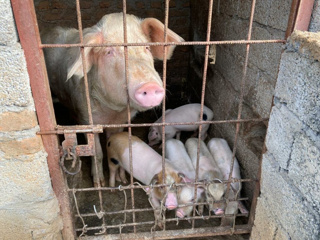 Schweinezucht in Nepal
