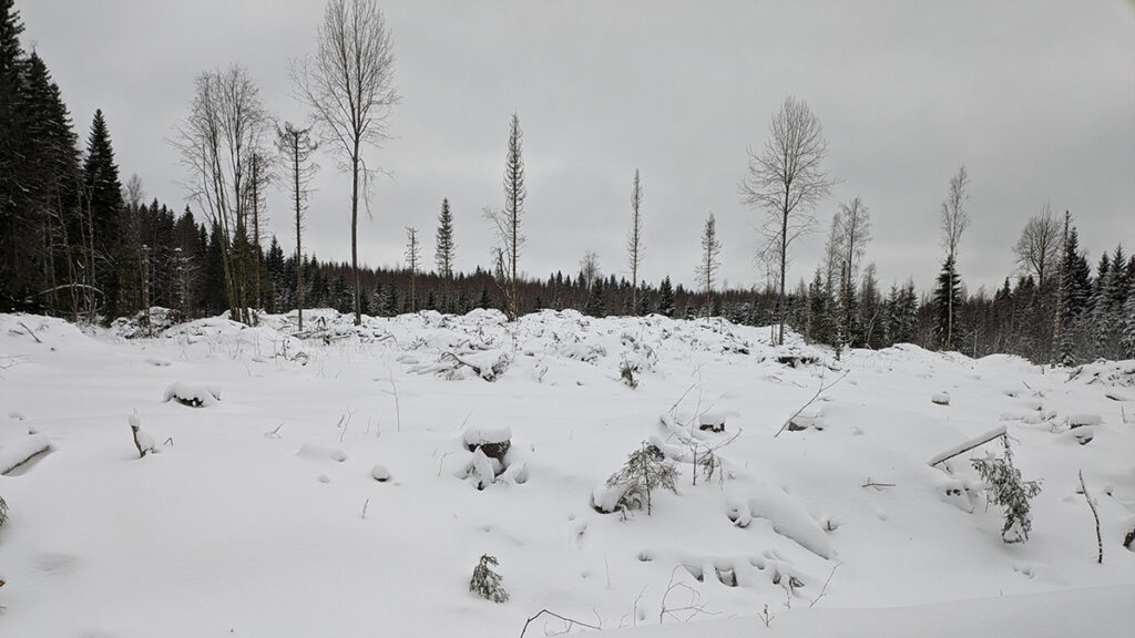 Eine abgeerntete Fläche nördlich von Jyväsylä: Man sieht einige verbliebene Bäume sowie zahlreiche etwa 3 Meter hohe Stümpfe. Der unter Schnee liegende Reisig wird zu einem späteren Zeitpunkt entnommen. Foto: Preuß